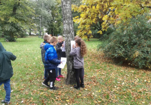 Park, pięcioro uczniów stoi wokół brzozy kalkując fakturę jej kory.