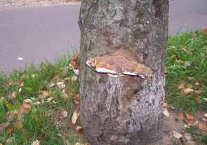 Pień drzewa w parku, widać na nim dwie okazałe huby.