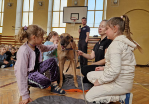 Sala gimnastyczna, uczennice wraz z inspektorem OTOZ Animals sprawdzają stan sierści psa Drago.